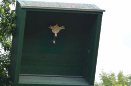 Vogelschuss 2015 019